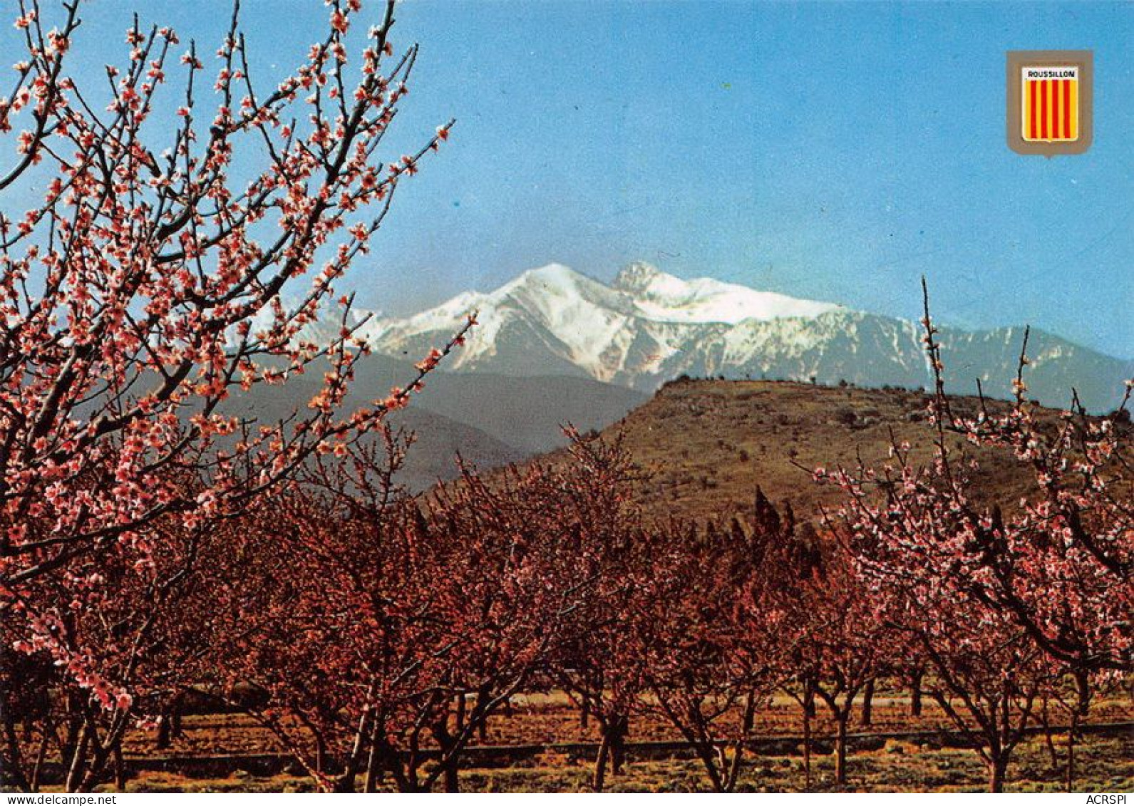 66 Prades Le PIC Du CANIGOU  Péchers En Fleurs      (Scan R/V) N°   5   \MT9130 - Prades