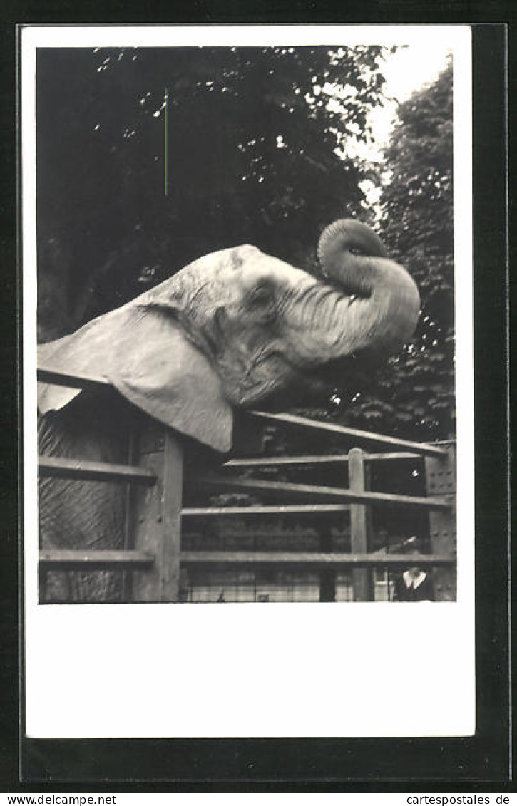 AK Elefant Im Freigehege  - Elefantes