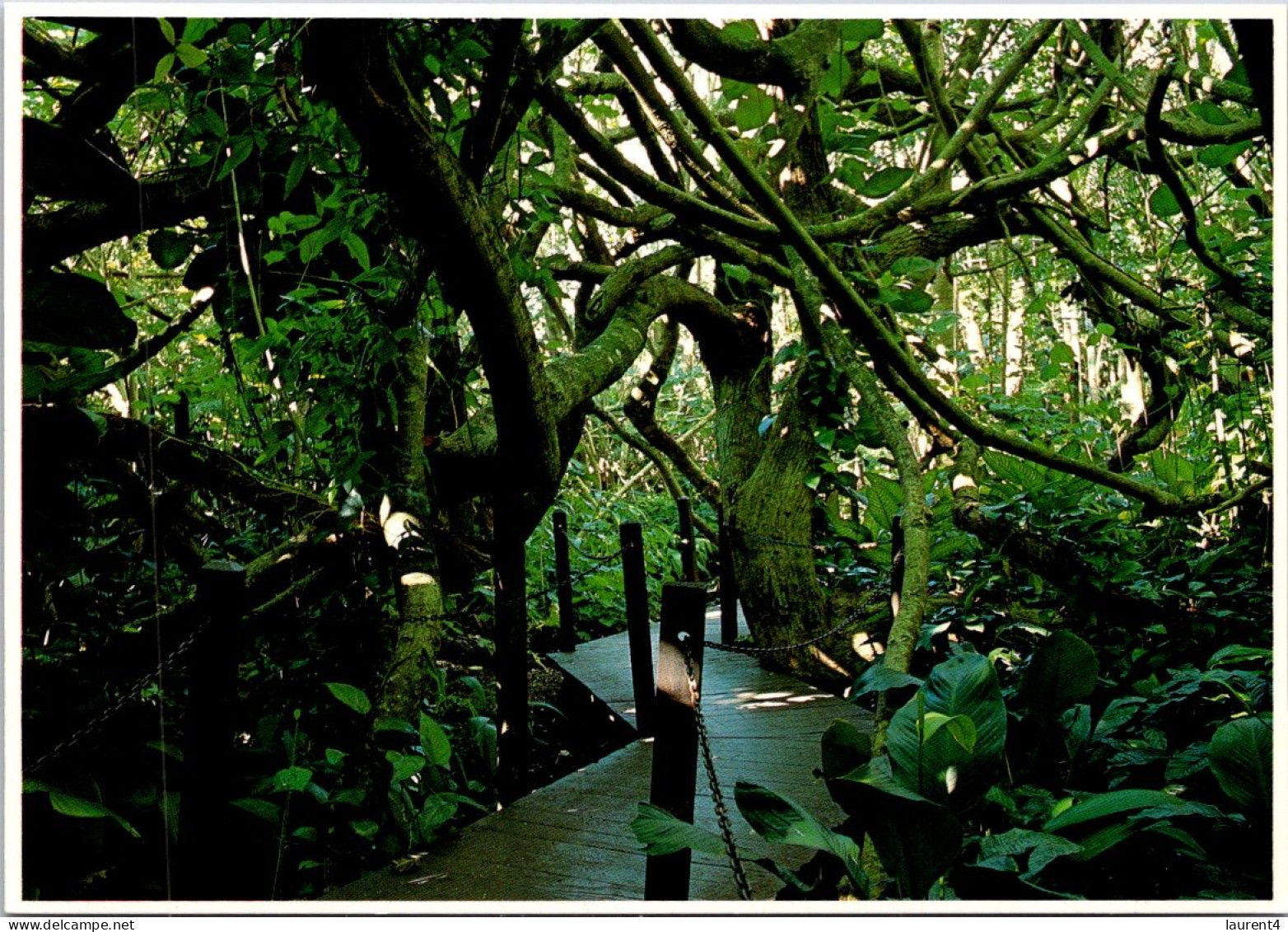 8-4-2024 (1 Y 25) USA - Hawaii Paradise Park Hau Jungle - Arbres