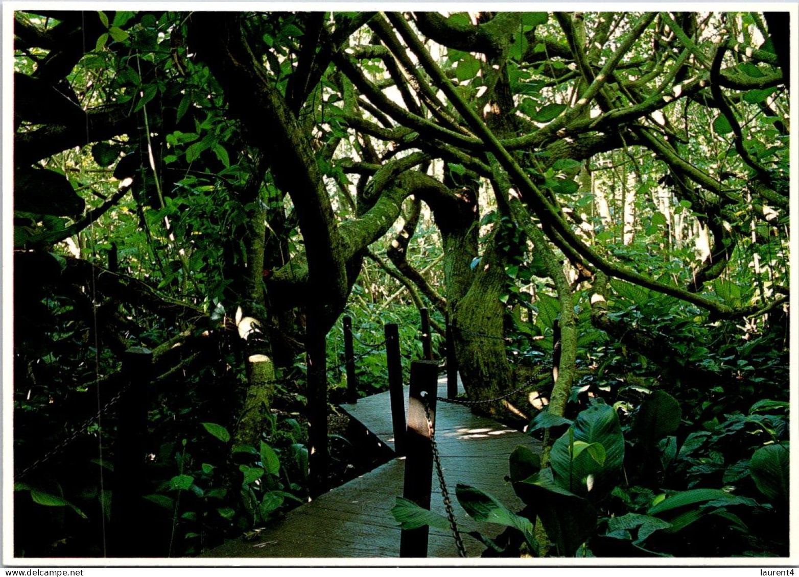 8-4-2024 (1 Y 25) USA - Hawaii Paradise Park Hau Jungle - Alberi