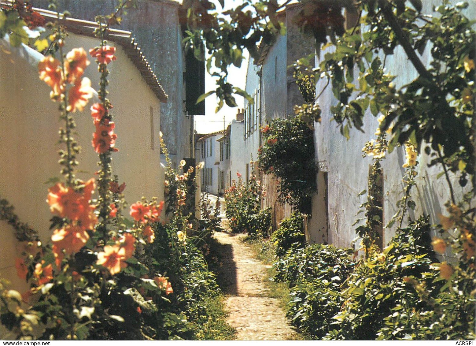 17  SAINT-MARTIN-DE-Ré   Une Venelle  (Scan R/V) N°   37    \MS9017 - Saint-Martin-de-Ré