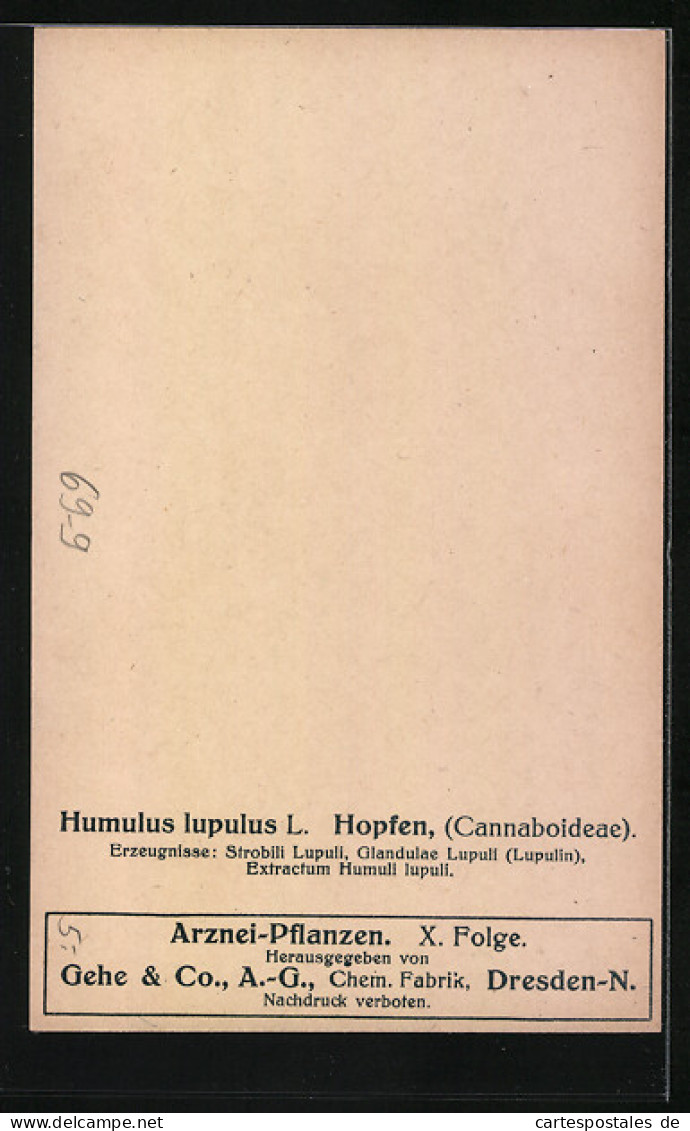 AK Humulus Lupulus L, Hopfen, Cannaboideae, Heilpflanze  - Santé