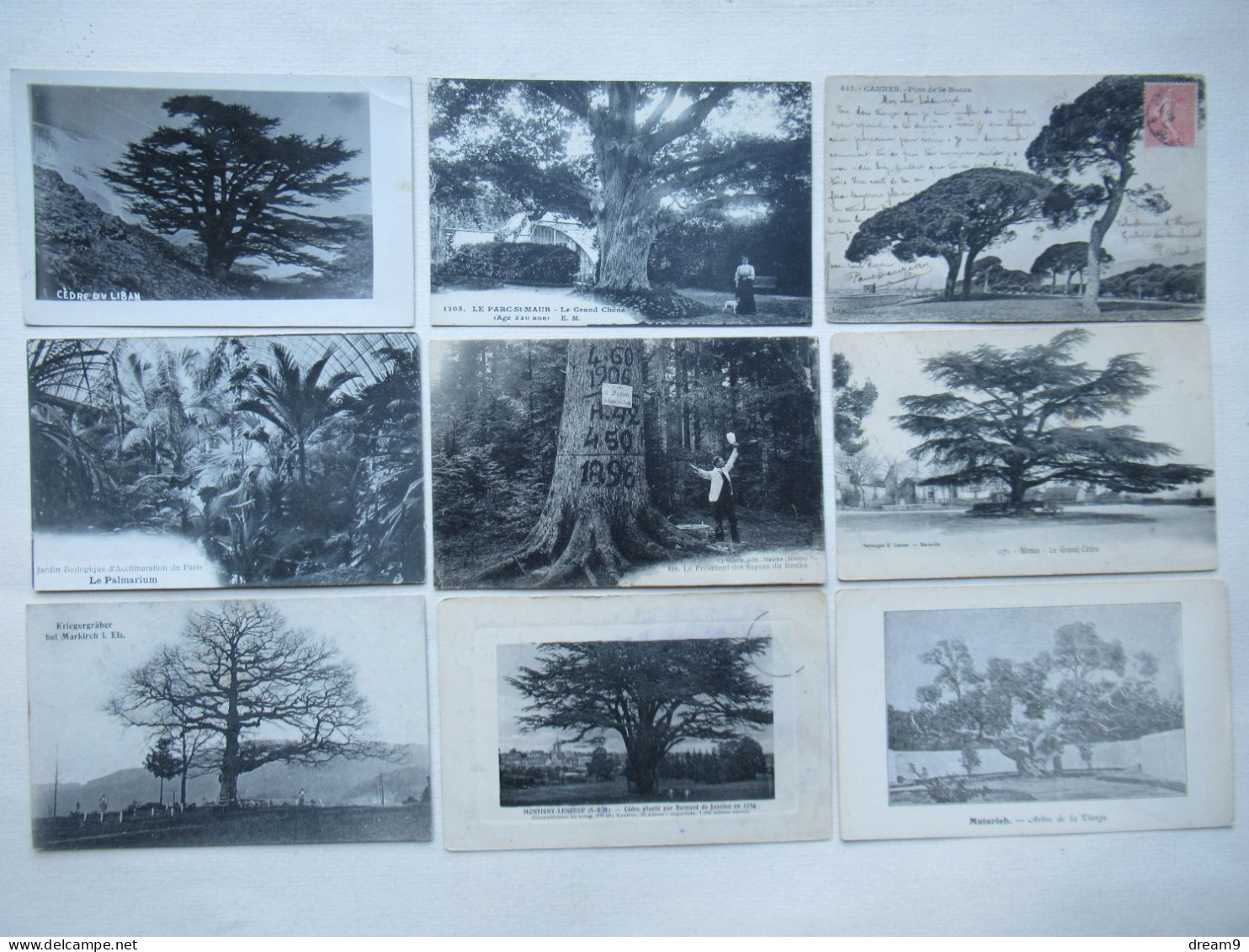 AGRICULTURE - ARBRES REMARQUABLES - Lot De 46 Cartes - Collezioni E Lotti