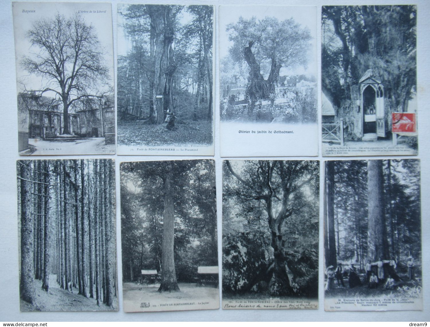 AGRICULTURE - ARBRES REMARQUABLES - Lot De 46 Cartes - Collections & Lots