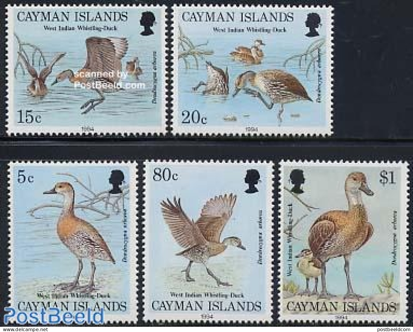 Cayman Islands 1994 Birds 5v, Mint NH, Nature - Birds - Ducks - Kaaiman Eilanden