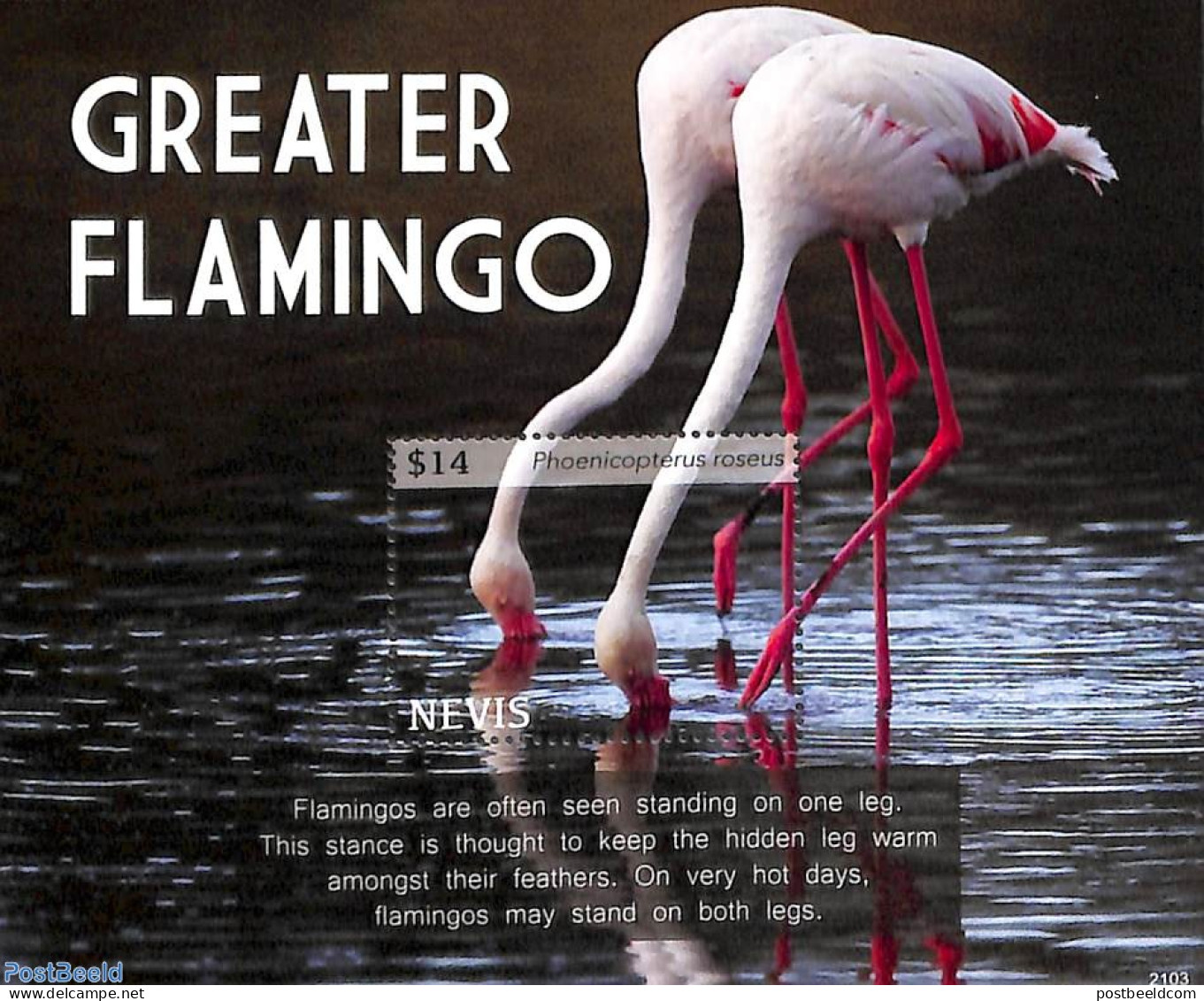 Nevis 2021 Greater Flamingo S/s, Mint NH, Nature - Birds - St.Kitts Und Nevis ( 1983-...)