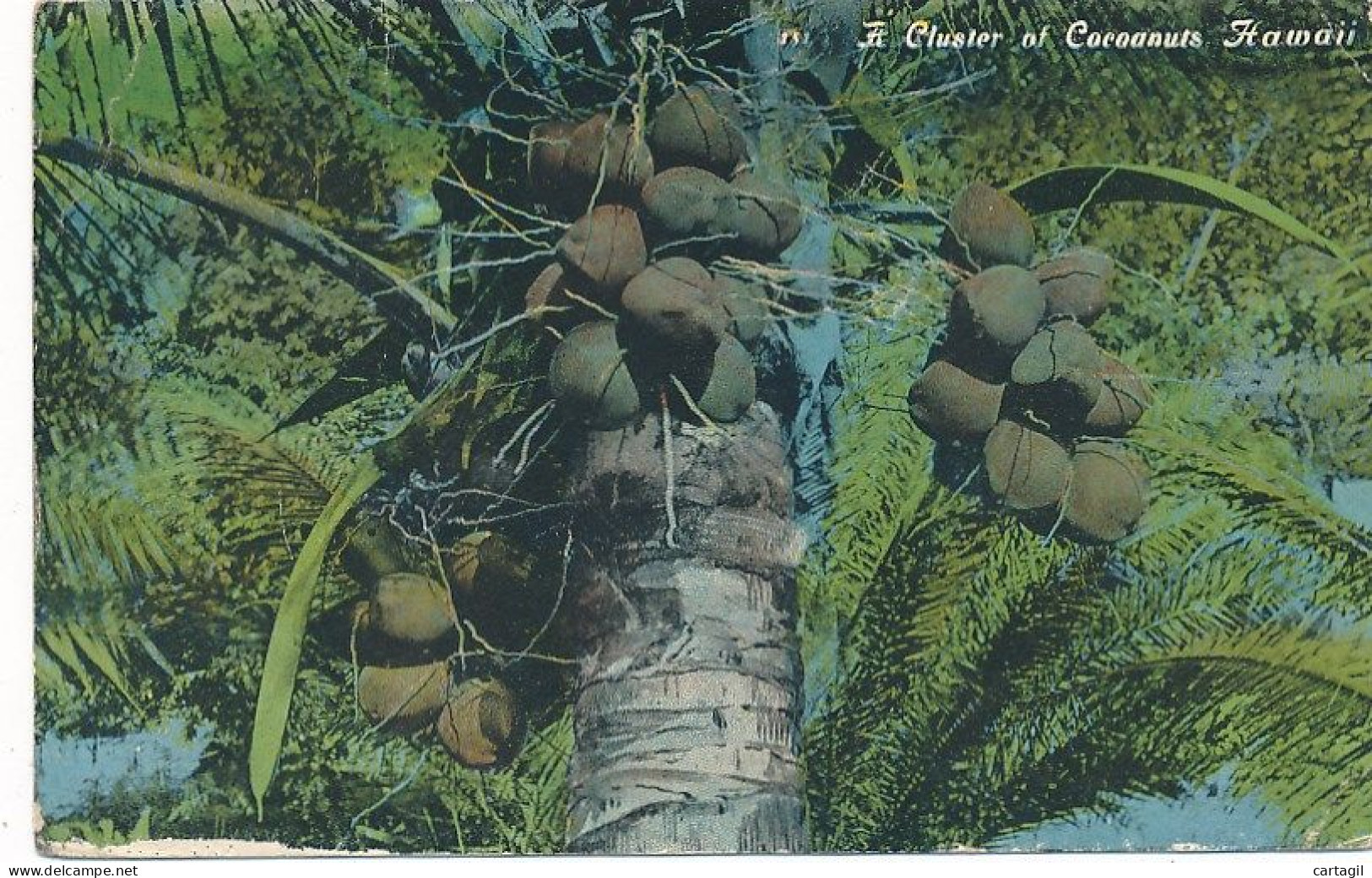 CPA (Tp Chinois? Défaut))-30364 -USA (HI) -A Cluster Of Cocoanuts Hawaii -Livraison Offerte - Altri & Non Classificati