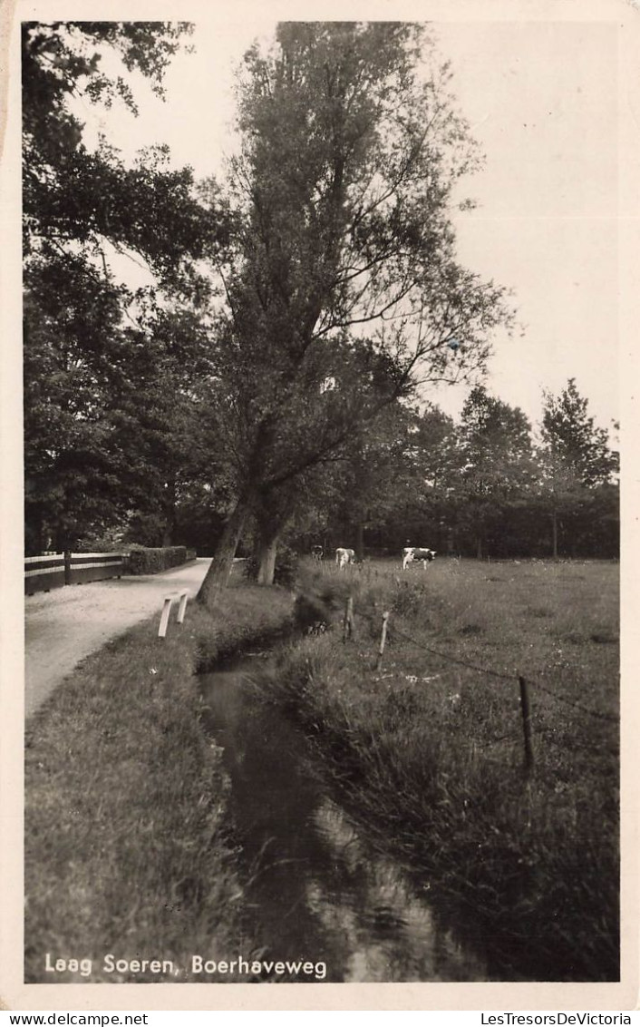 PAYS-BAS - Laag Soeren - Boerhaveweg - Vue Sur Une Route - Vaches - Vue Générale - Carte Postale Ancienne - Rheden