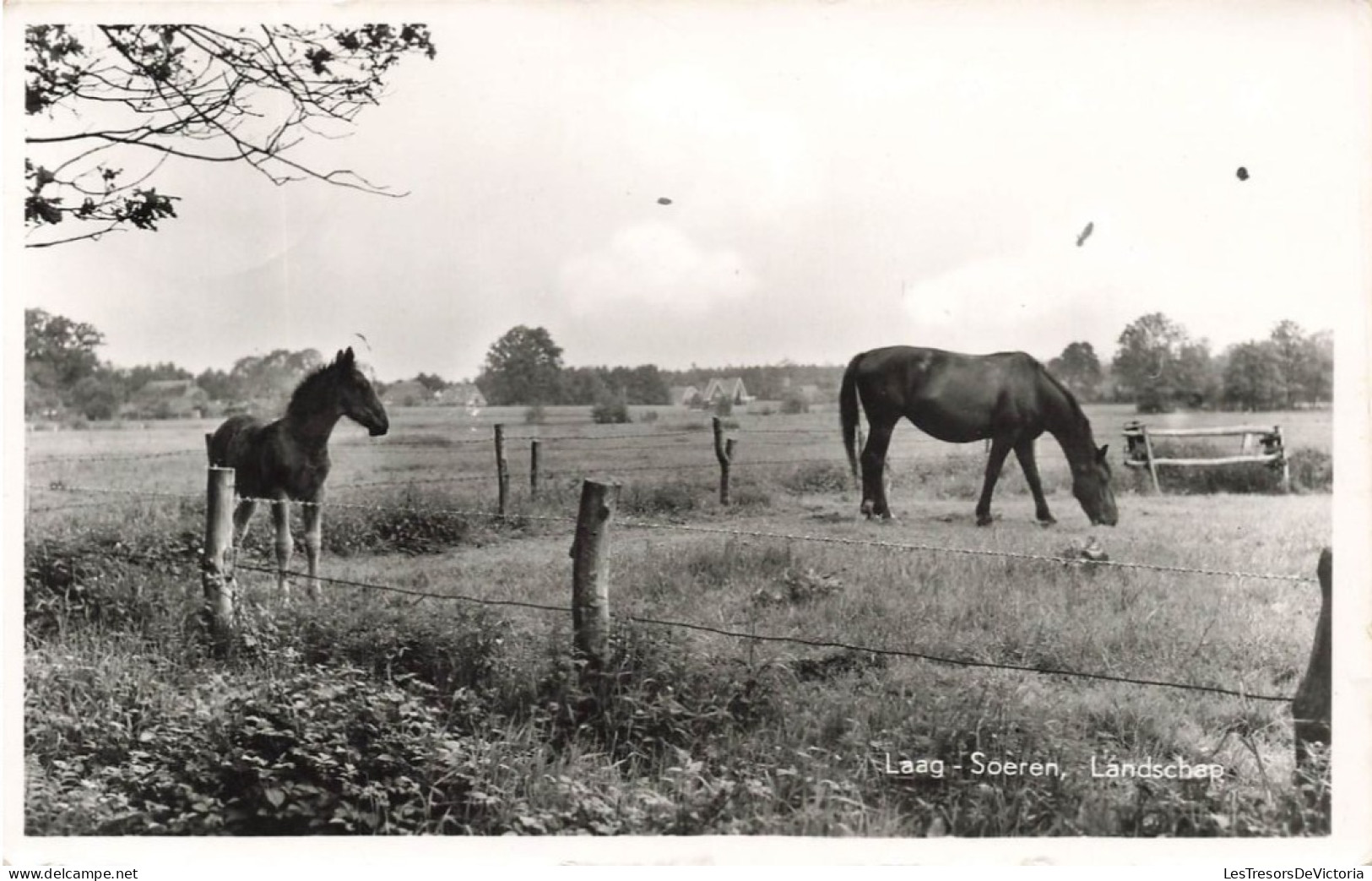 PAYS-BAS - Laag Soeren - Landschap - Vancantiecentrum - De Jutberg - Chevaux - Carte Postale Ancienne - Rheden