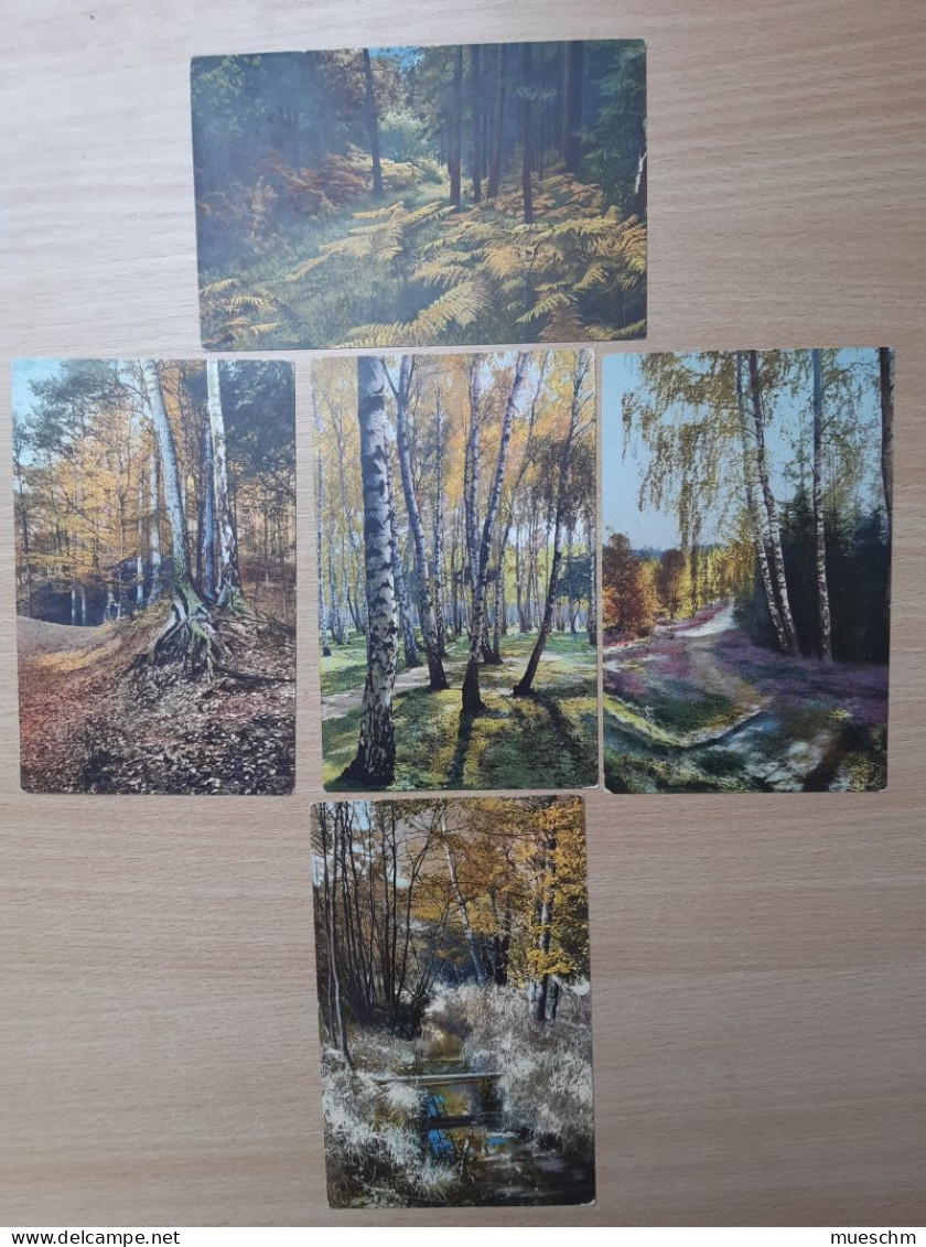 Österreich, Ca.1910,  5 Ansichts Karten Mit Waldmotiven, Frankiert (19981E) - Arbres