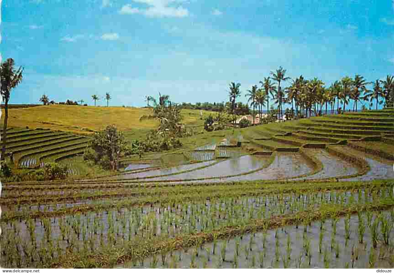 Indonésie - Bali - Stepped Rice Fields As Tanah Lot - Carte Neuve - CPM - Voir Scans Recto-Verso - Indonesien