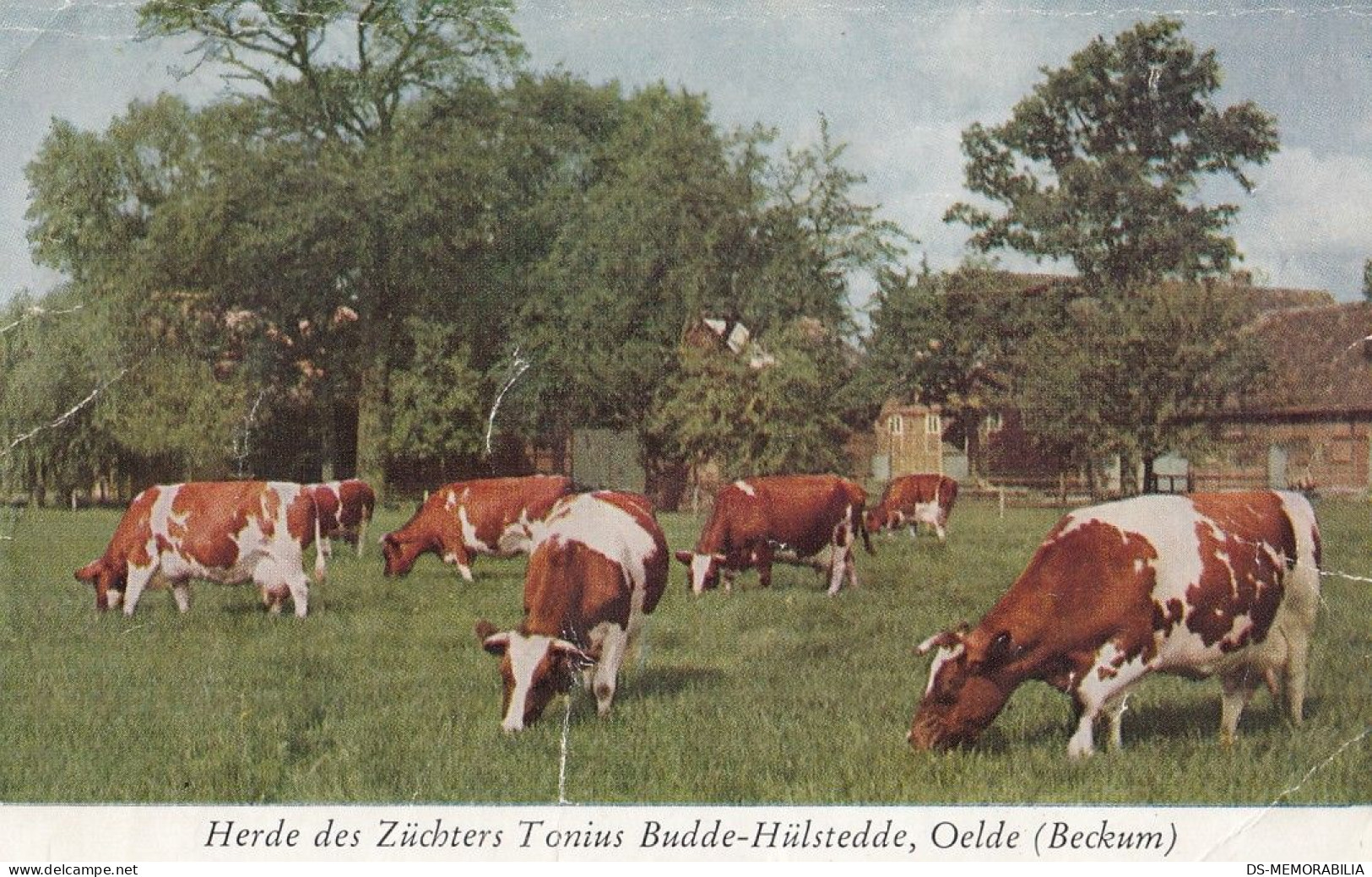 Oelde - Herde Des Zuchters Tonius Budde-Hulstedde , Kuhe Cow - Beckum