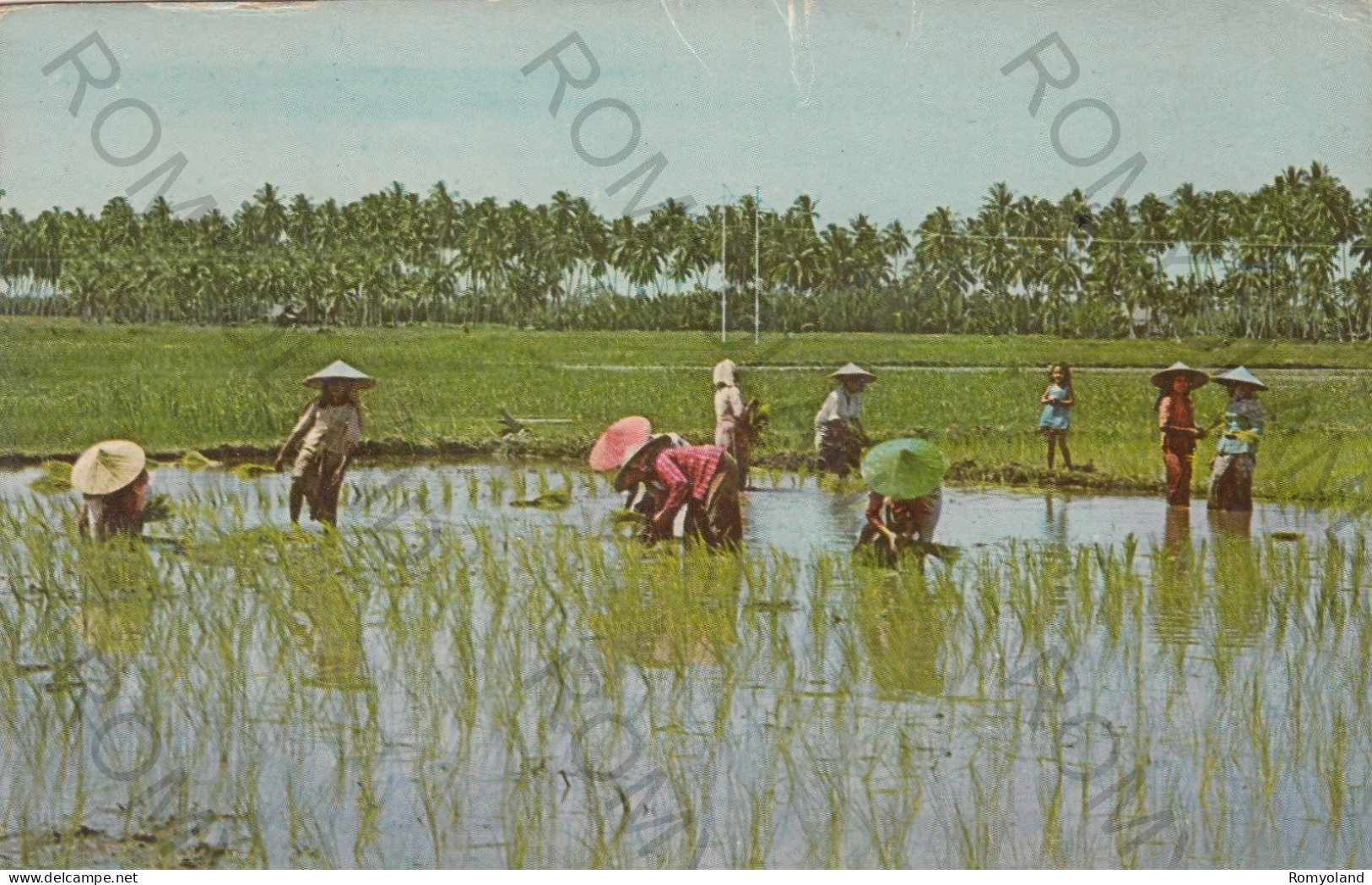 CARTOLINA  C7 MALACCA,MALESIA-RICE FIELD-FORMATO PICCOLO-NON VIAGGIATA - Maleisië