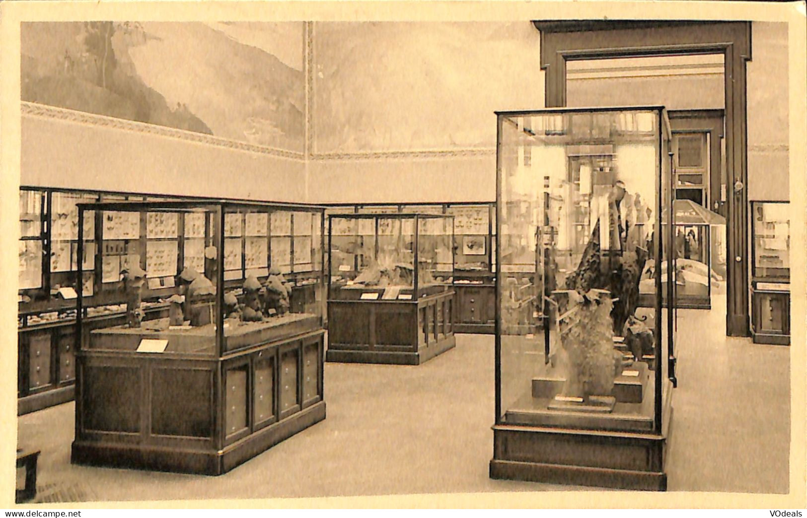 Belgique - Brabant Flamand - Tervueren - Tervueren - Musée Du Congo Belge - Salle D'Entomologie - Tervuren