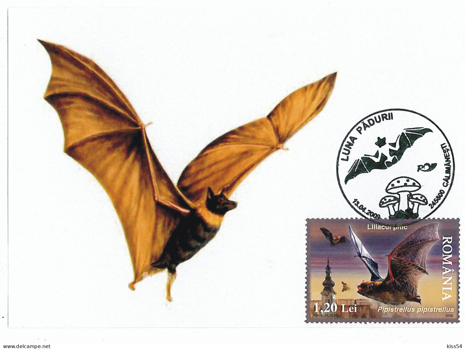 MAX 48 - 172 BAT, Romania - Maximum Card - 2009 - Bats