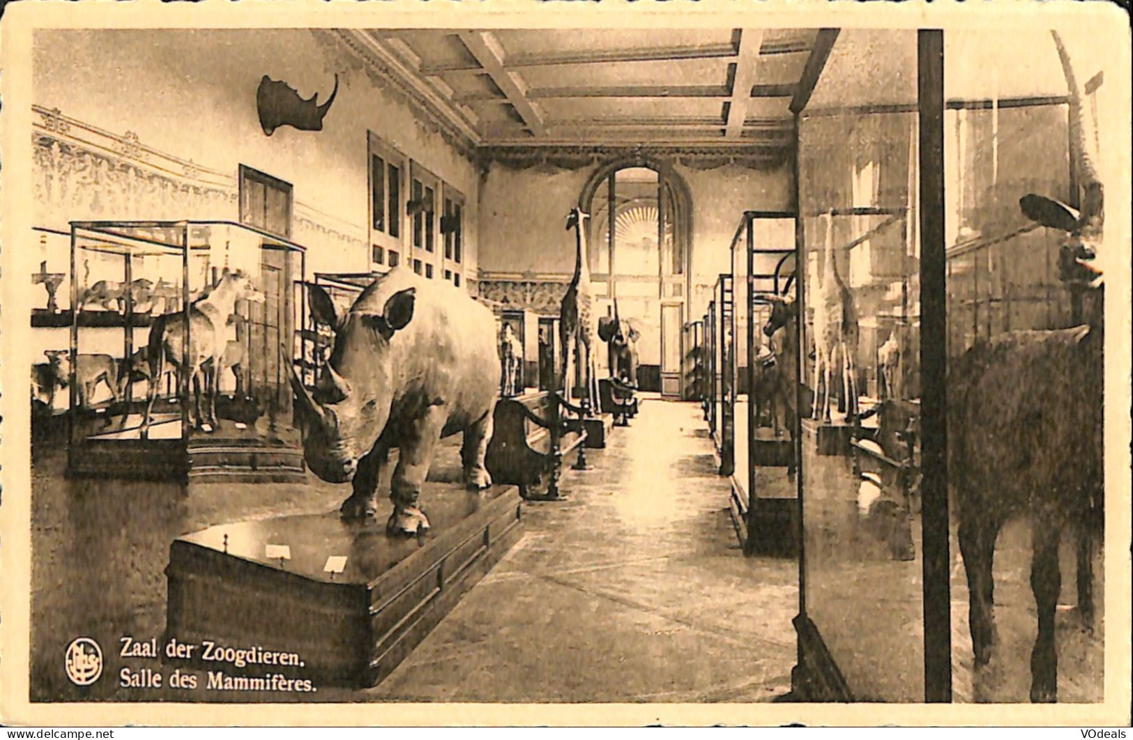 Belgique - Brabant Flamand - Tervueren - Tervueren - Musée Royal Du Congo Belge - Salle Des Mammifères - Tervuren