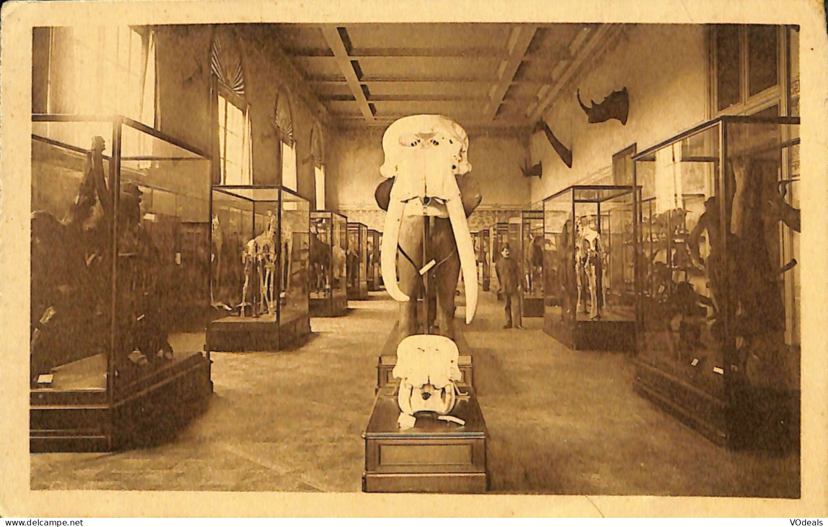 Belgique - Brabant Flamand - Tervueren - Tervueren - Musée Du Congo Belge - Crânes D'Eléphants - Tervuren