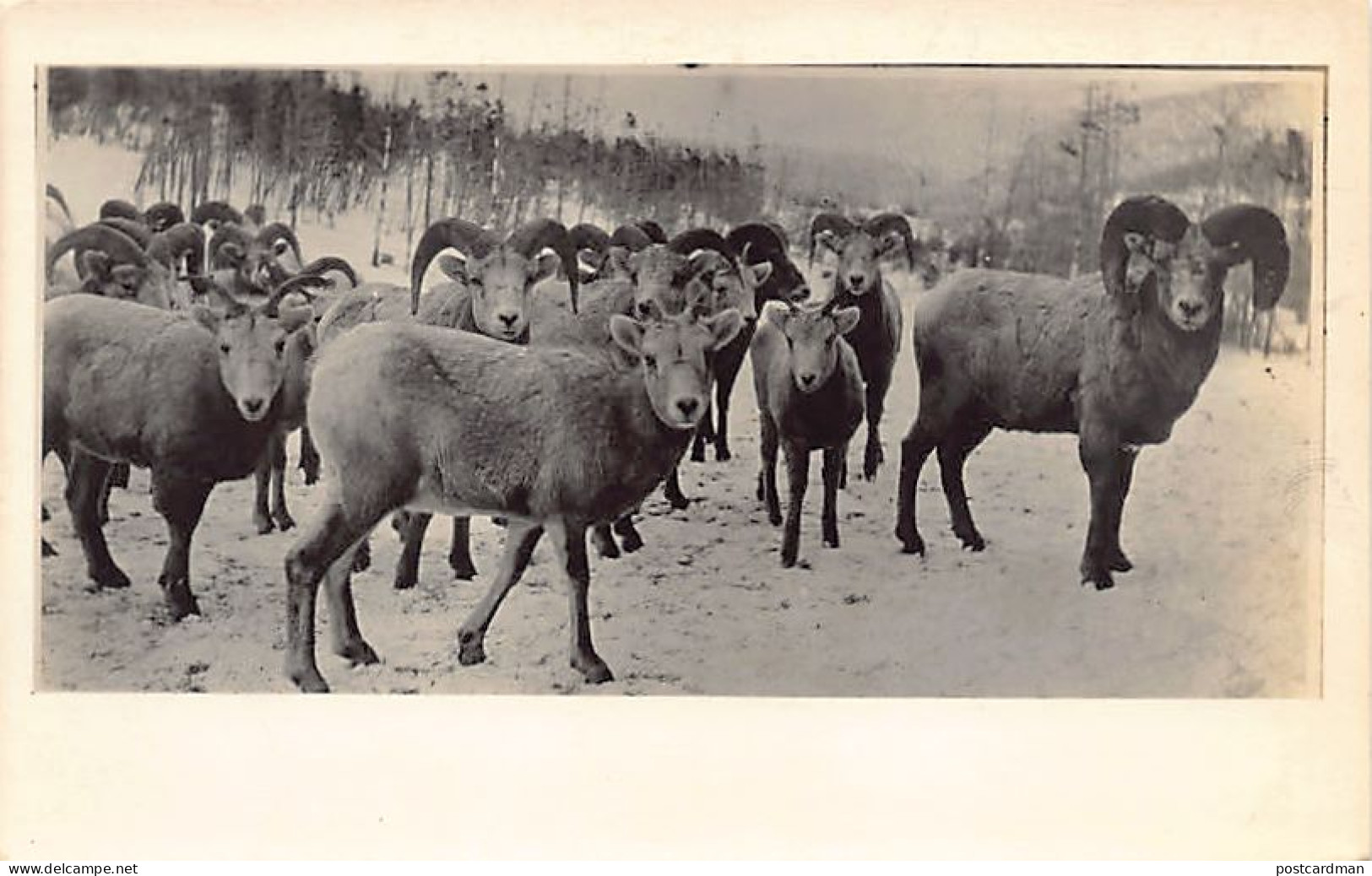 Usa - Glacier National Park (MT) Big Horn Sheep - REAL PHOTO - Publ. Marble Studio 689 - Other & Unclassified