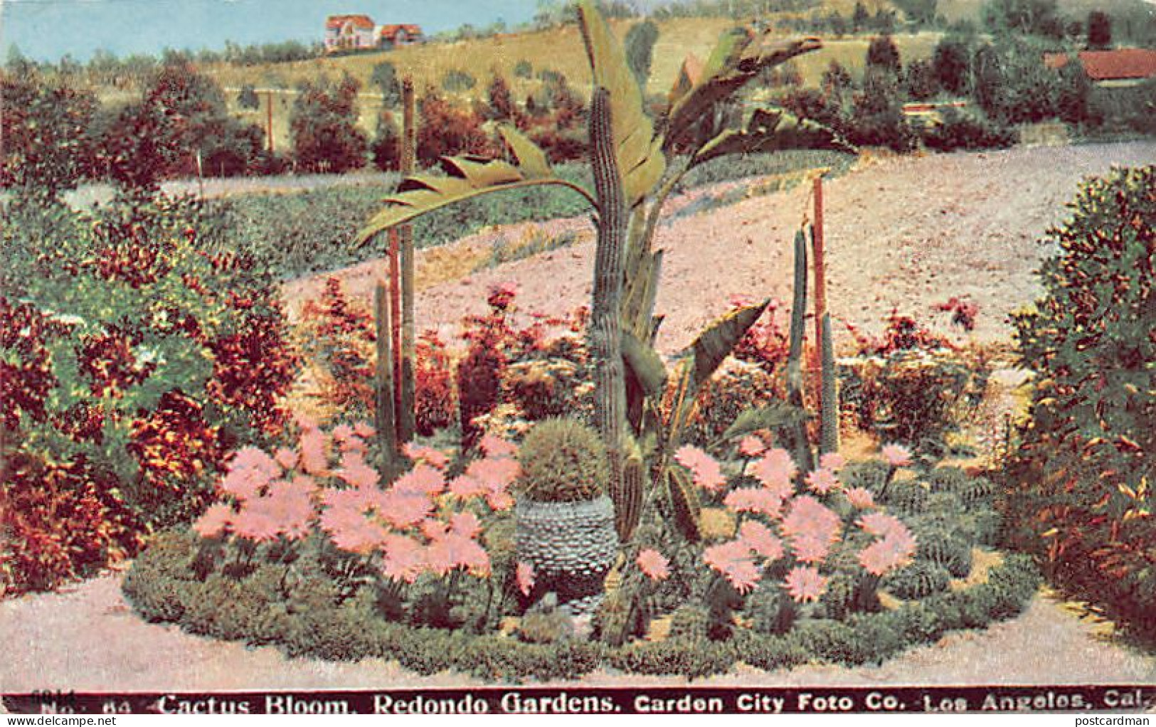 Usa - LOS ANGELES (CA) Cactus Bloom, Redondo Gardens, Garden City Foto Co. - Publ. Williamson Haffner Co. 64 - Los Angeles