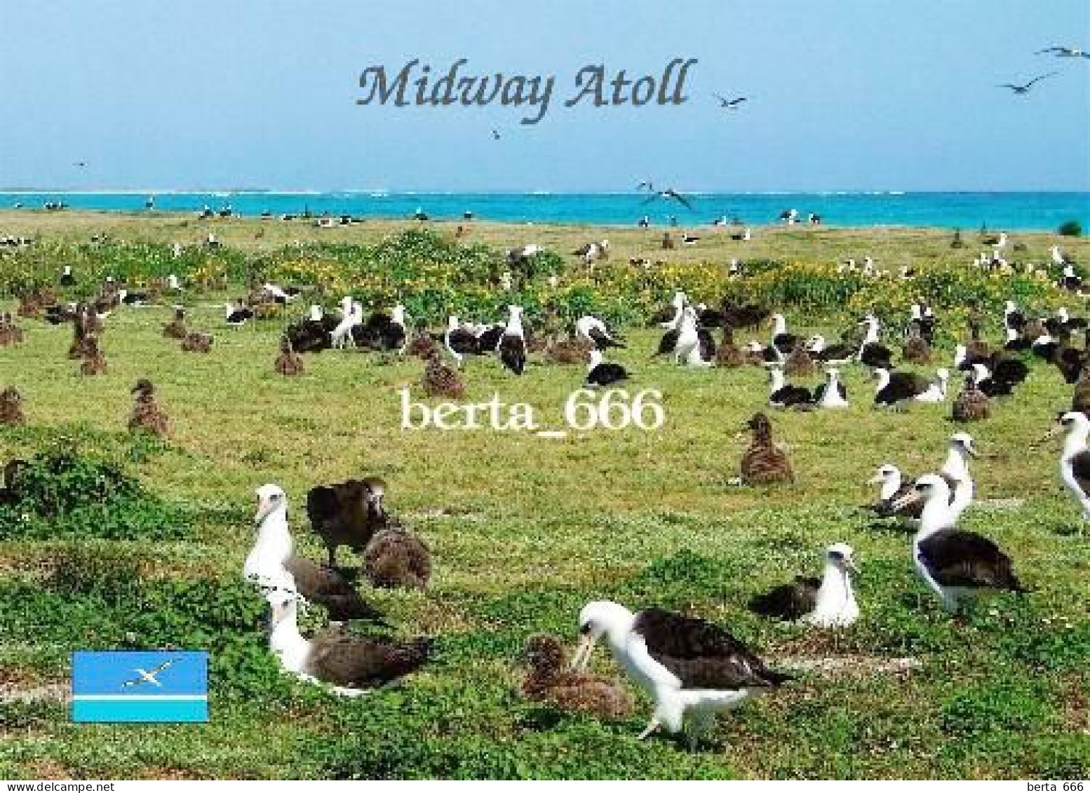 United States Midway Atoll Albatrosses New Postcard - Islas Midway