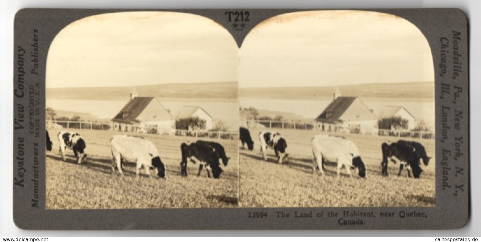 Stereo-Fotografie Keystone View Co., Meadville, Ansicht Quebec, The Land Of The Habitant, Cow Farm  - Photos Stéréoscopiques