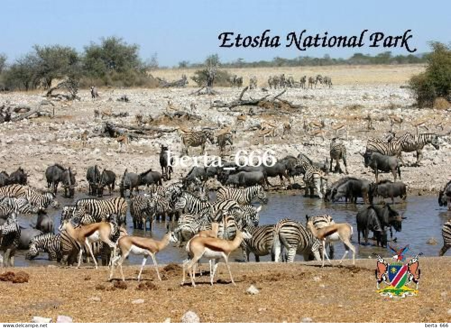 Namibia Etosha National Park New Postcard - Namibië
