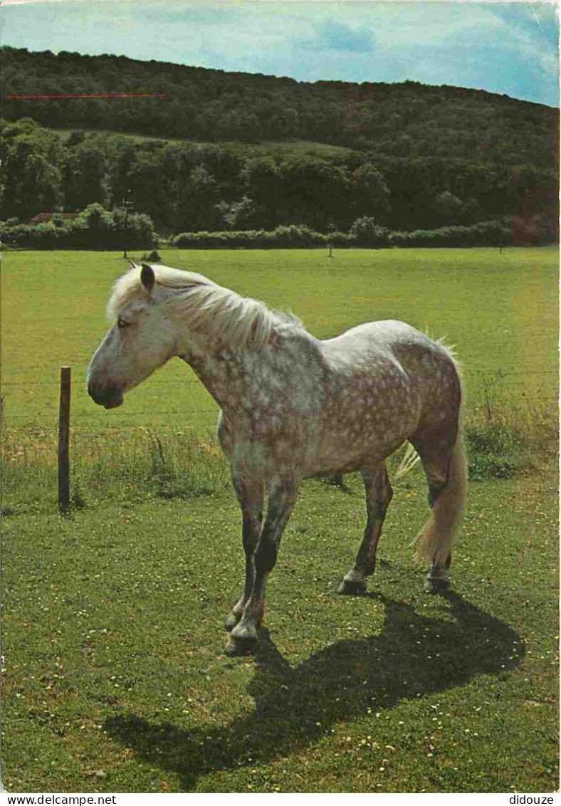 Animaux - Chevaux - Horses - Pferde - CPM - Voir Scans Recto-Verso - Pferde