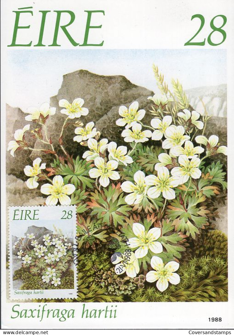  Ierland - MK - Hart's Saxifrage - Cartes-maximum