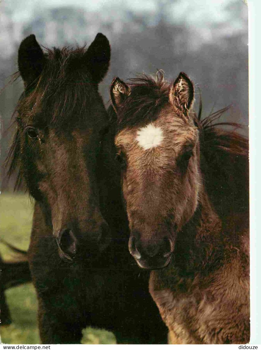 Animaux - Chevaux - Chevaux Sauvages De Dulmen - Poulain - Dùlmener Wildpferde Fohlen - Dùlmener Wild-horses Foals - Hor - Pferde