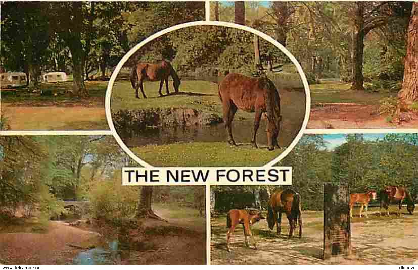 Animaux - Chevaux - The New Forest - Multivues - CPM - Voir Scans Recto-Verso - Pferde