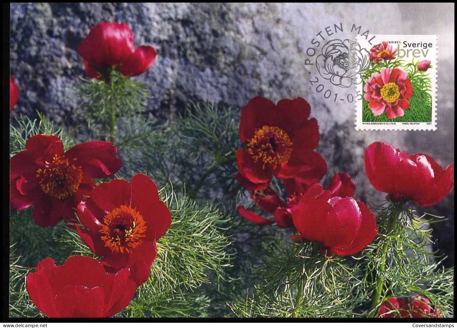 Sweden - Maximum Card - Fernleaf Peony - Rosen