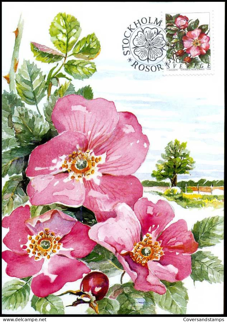 Sweden - Maximum Card - Roses, Rosa Dumalis - Rozen