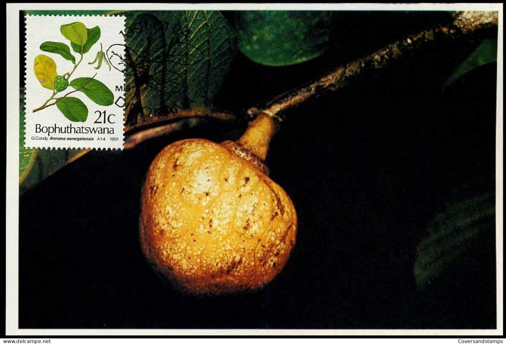 Bophuthatswana - Postcard - Fruit - Fruits