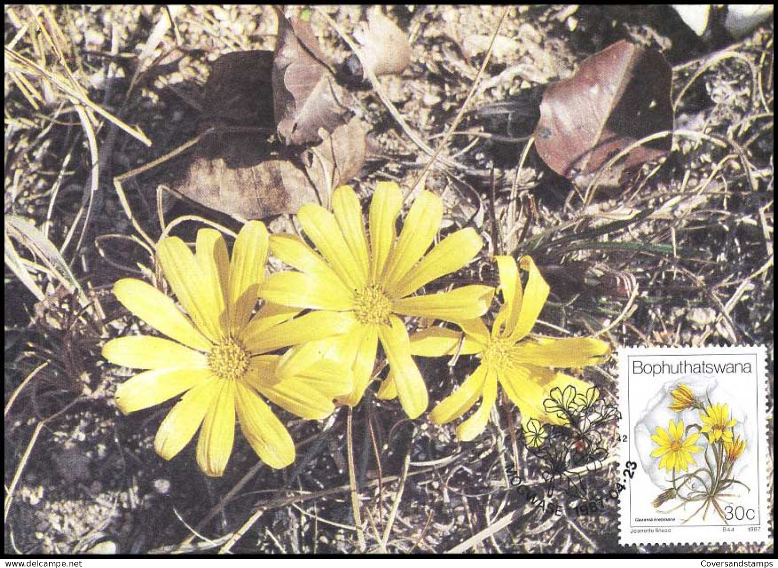 Bophuthatswana - Maximumcard - Flowers - Sonstige & Ohne Zuordnung