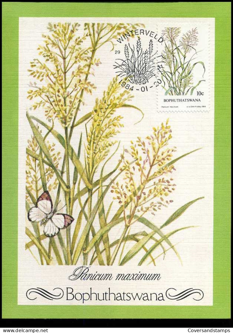 Bophuthatswana - Maximumcard - Flowers - Sonstige & Ohne Zuordnung