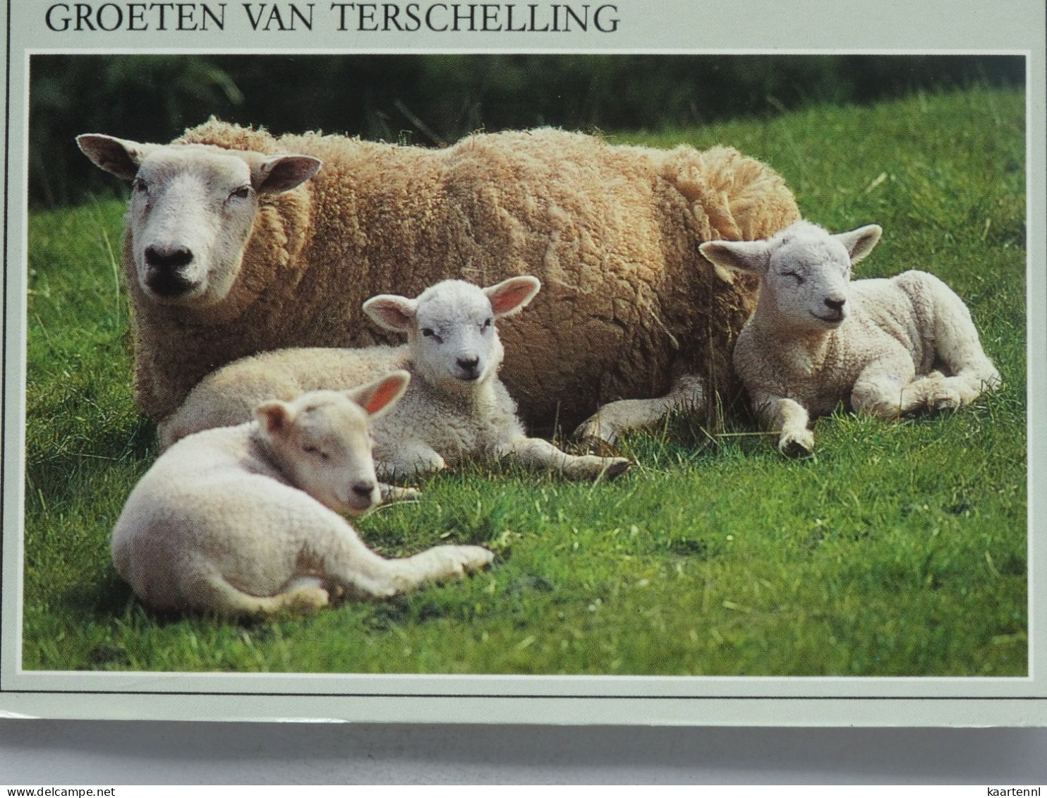 TERSCHELLING Schaap Met Drie Lammeren    NO 17 - Terschelling