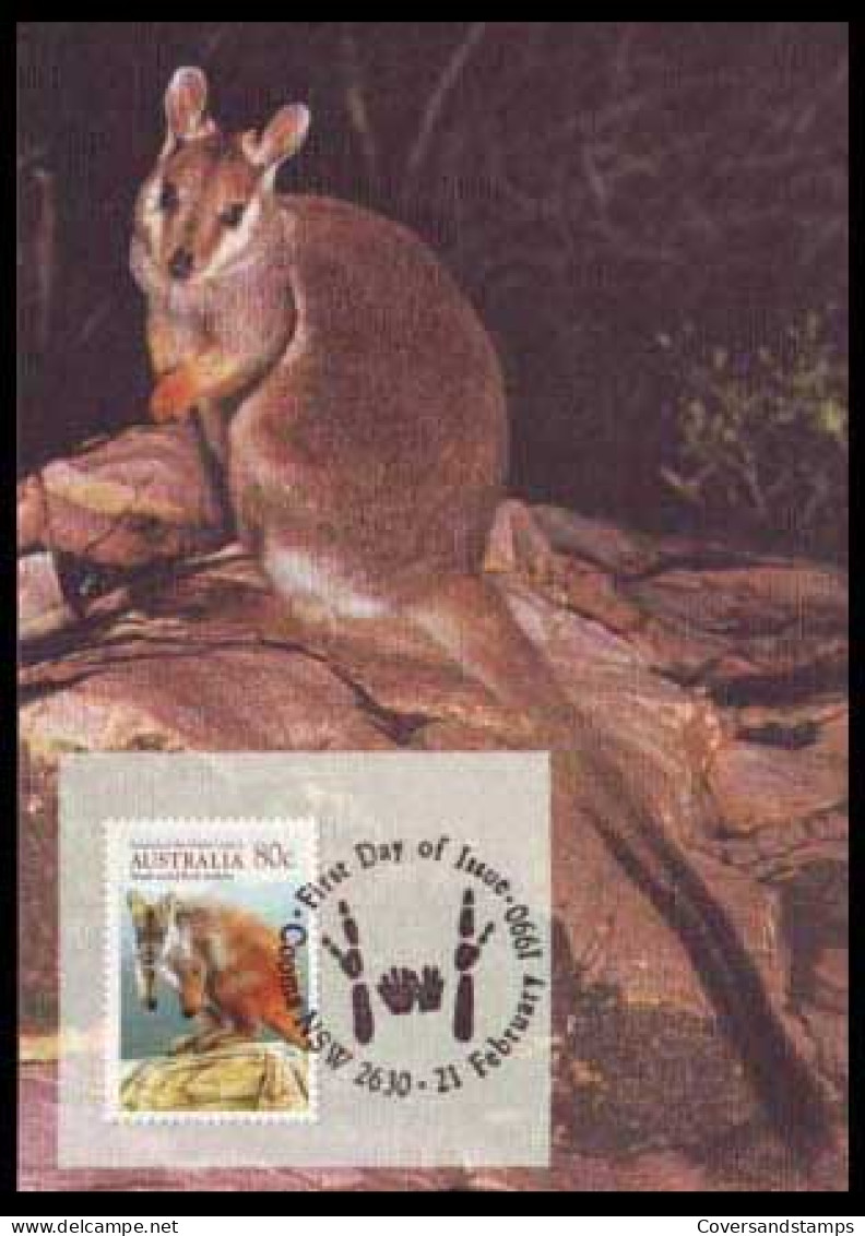 Australië  - Dieren - Rock Wallaby  Kleine Kangoeroe -  - Maximumkaarten