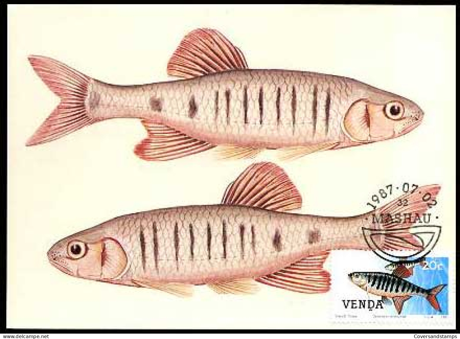 Zuid-Afrika - Freshwater Fish - MK - - Autres & Non Classés