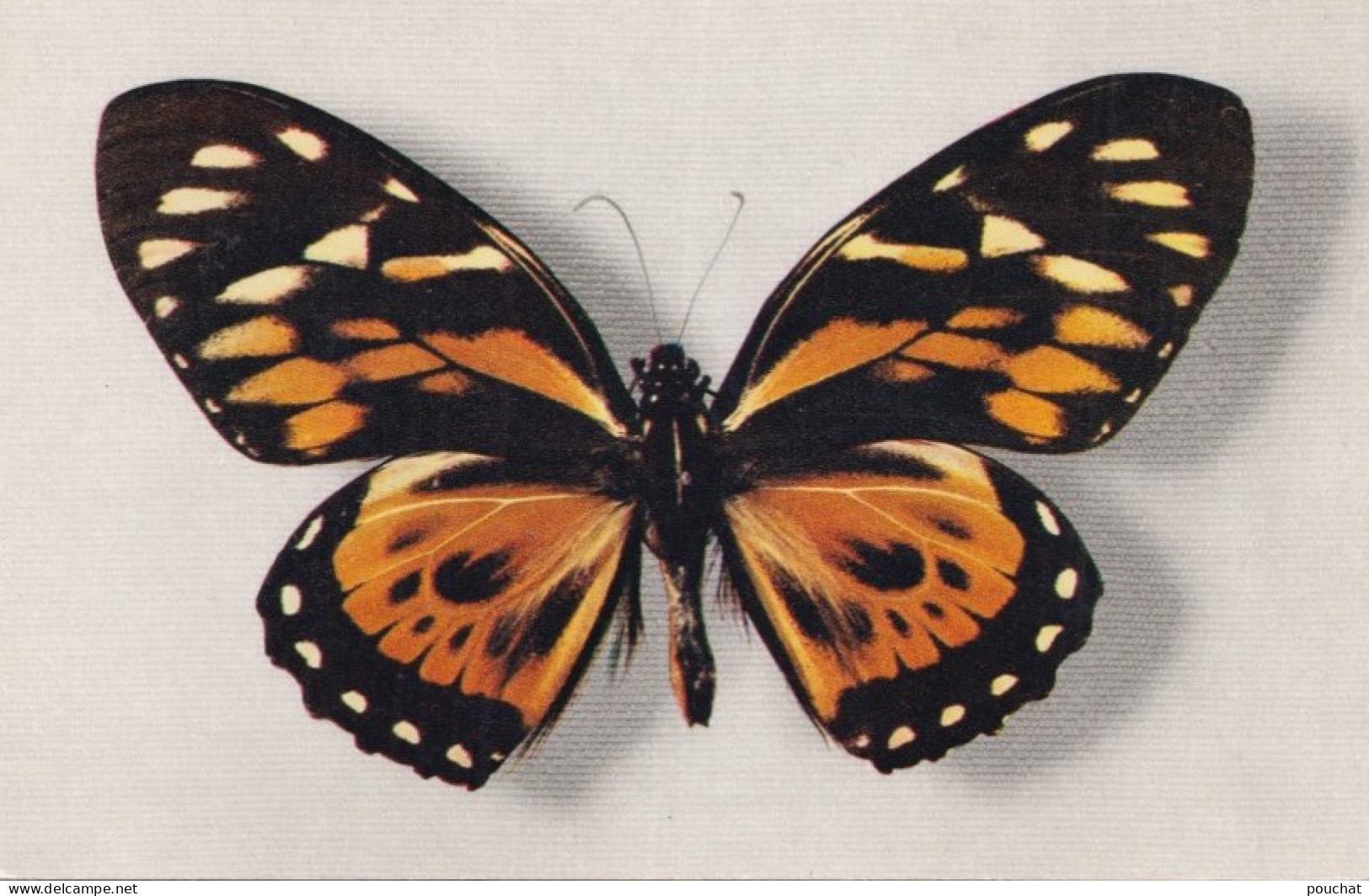 E16- PAPILLON -  PAPILIO ZAGREUS - BRESIL  - ( 2 SCANS ) - Mariposas