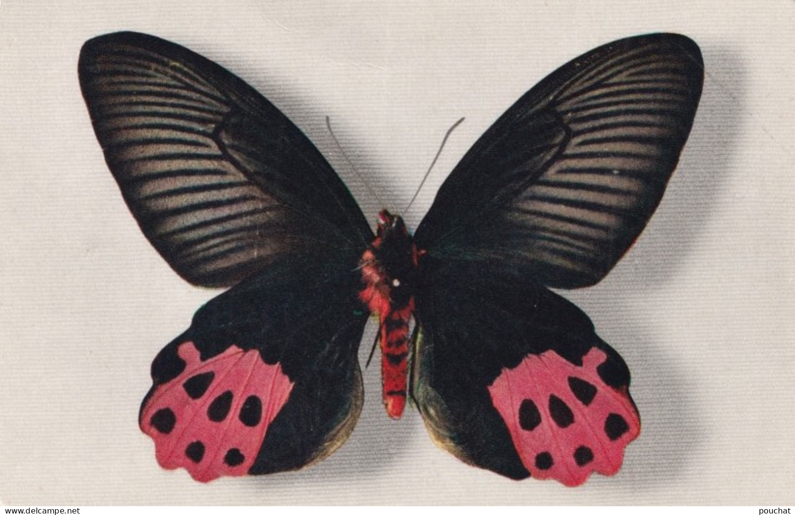 E16- PAPILLON -  PAPILIO  HORISHANUS  - FORMOSE - ( 2 SCANS ) - Papillons