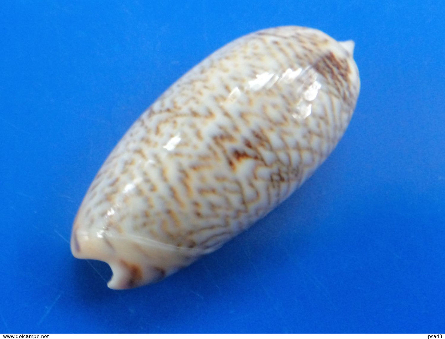 Oliva Reticulata AZONA Philippines 46mm GEM N1 - Seashells & Snail-shells