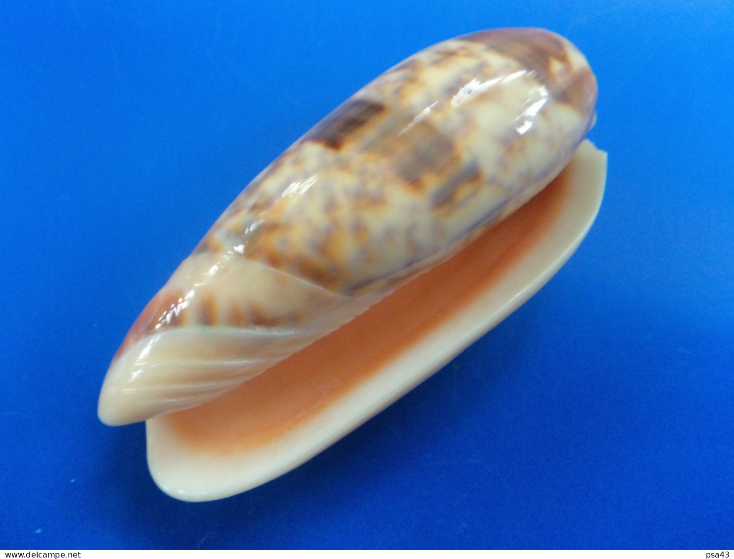 Oliva Miniacea SYLVIA Philippines 67,5mm F+++ N1 - Seashells & Snail-shells