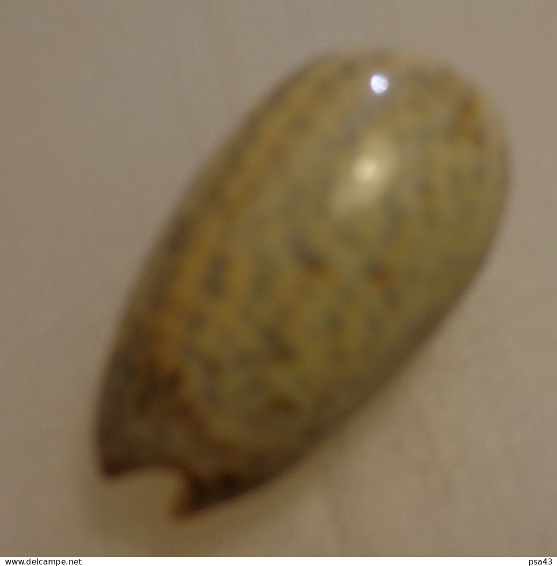 Oliva Tigrina Mozambique 39,8mm F+++  N13 - Seashells & Snail-shells