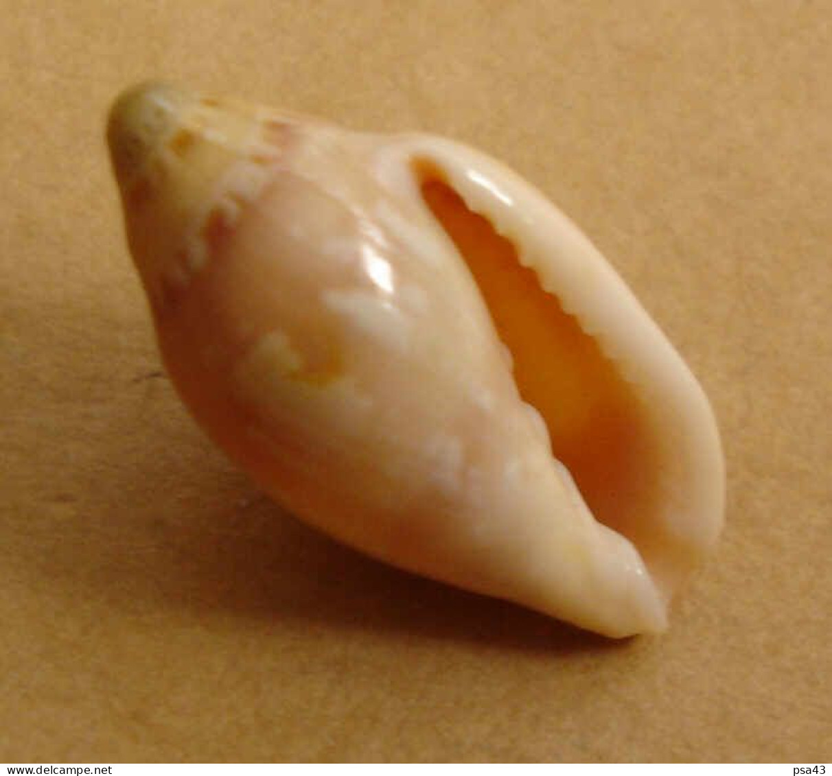 Marginella Aurantia Sénégal 20,8mm GEM N1 - Coquillages