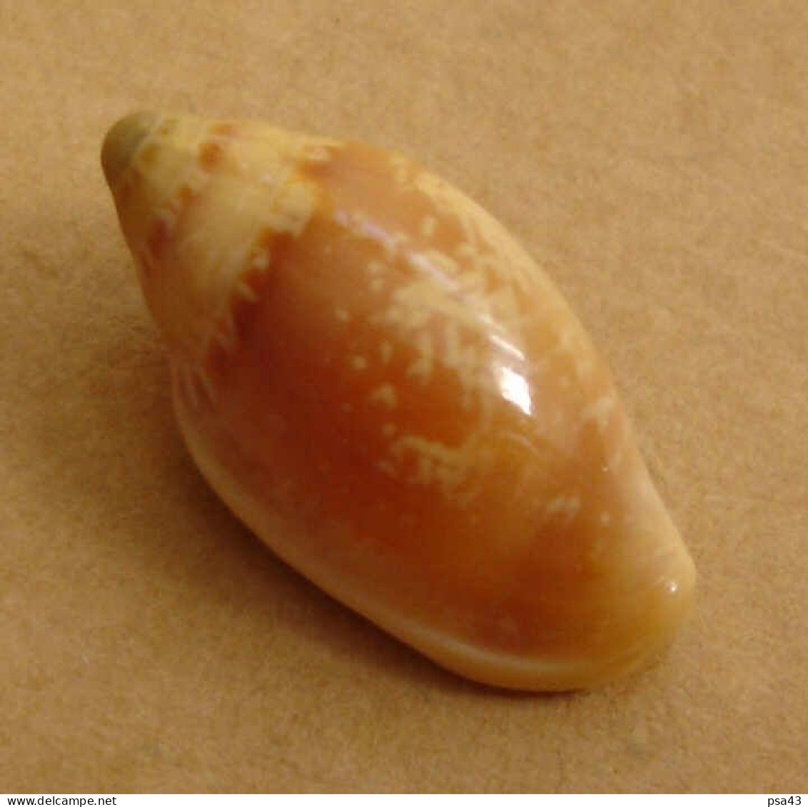 Marginella Aurantia Sénégal 20,8mm GEM N1 - Coquillages