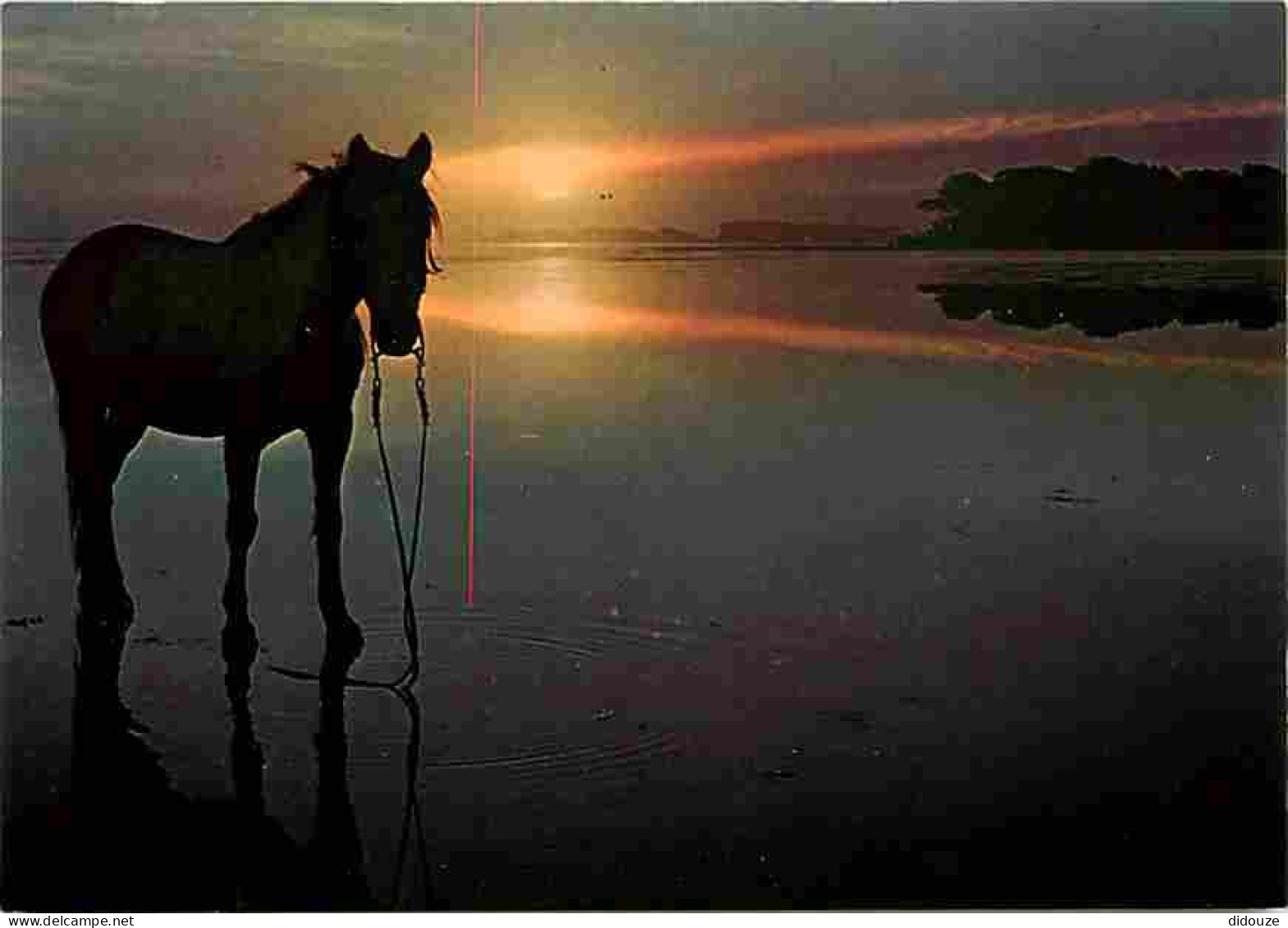 Animaux - Chevaux - Cheval Au Coucher De Soleil Au Bord De L'eau - Carte Neuve - CPM - Voir Scans Recto-Verso - Pferde