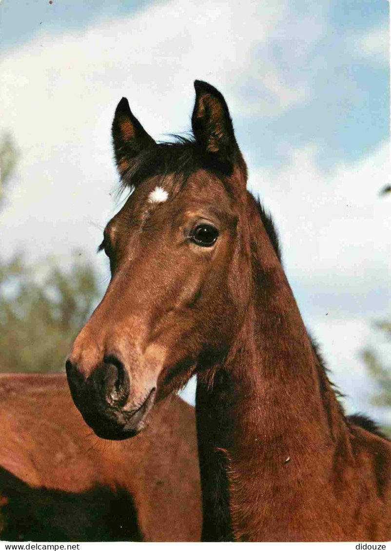 Animaux - Chevaux - Poulain Pur-sang Hongrois Haras Saripuszta - Ungarisches VolIblut-Fohlen Gestùt Saripuszta - Foal Hu - Pferde