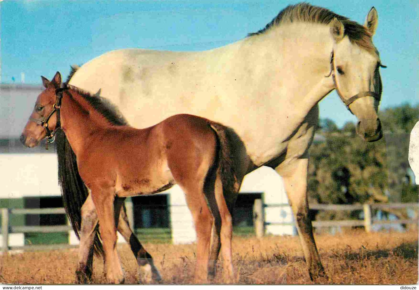 Animaux - Chevaux - Jument Et Son Poulain - Horses - Pferde - CPM - Voir Scans Recto-Verso - Pferde