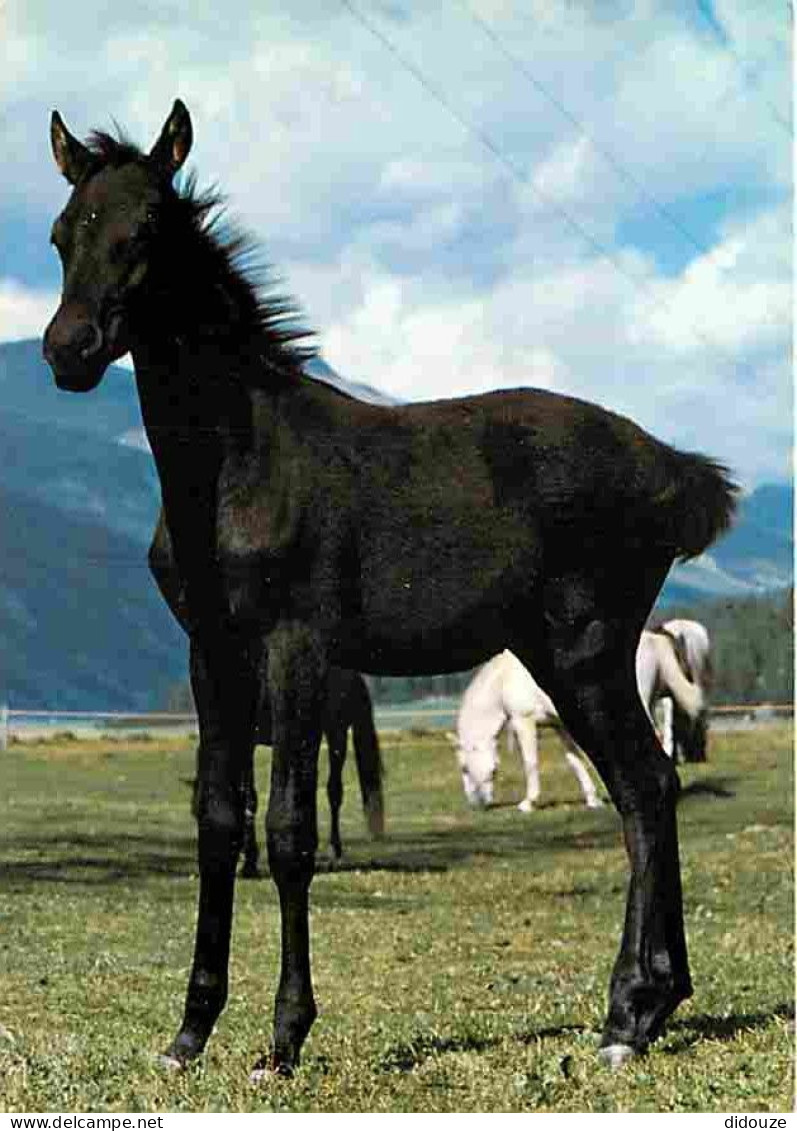 Animaux - Chevaux - Poulain - CPM - Voir Scans Recto-Verso - Pferde