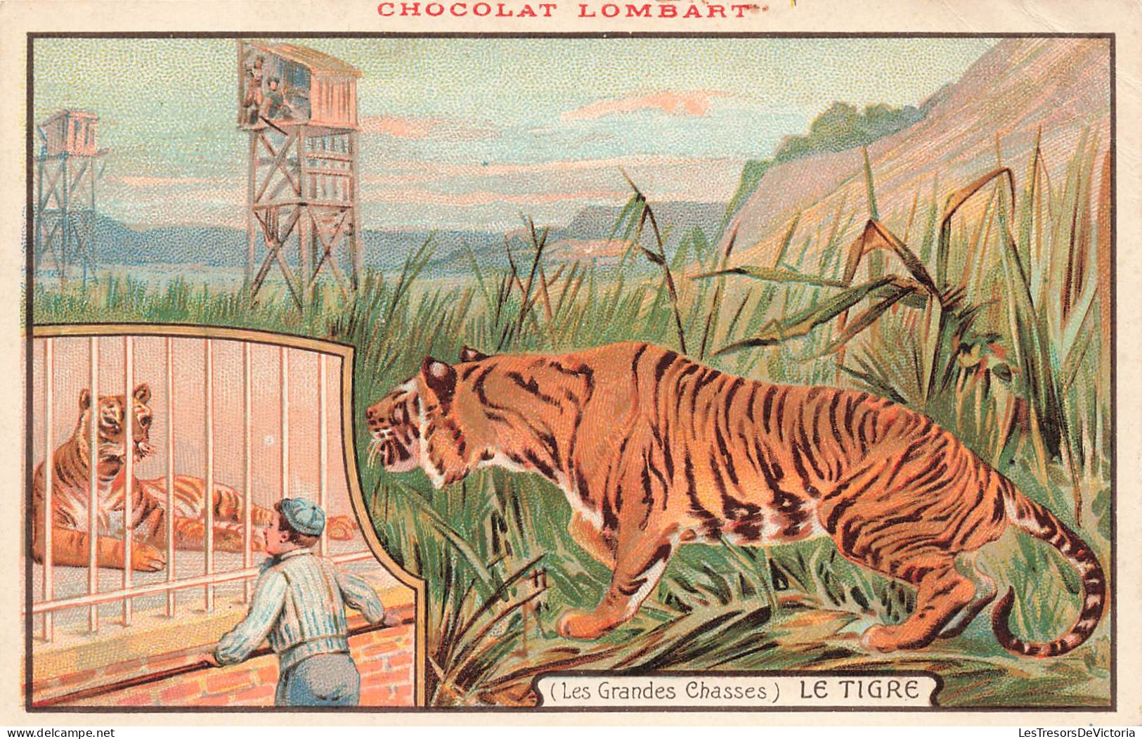 ANIMAUX & FAUNE - Le Tigre - Les Grandes Chasses - Animé - Carte Postale Ancienne - Tiger